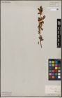 Foto von Salix capensis Thunb.